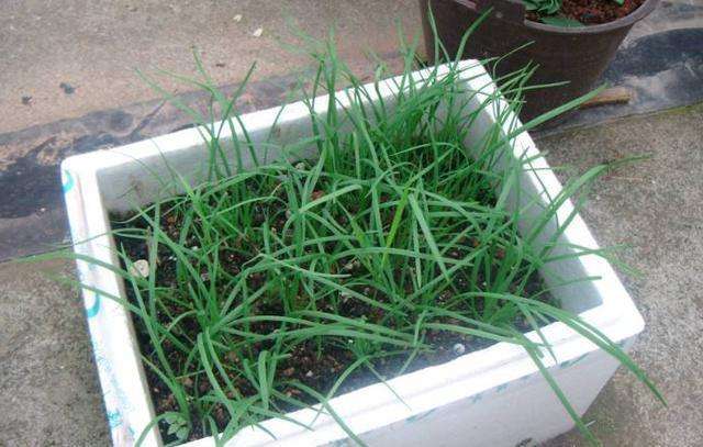 韭菜泡沫箱_蔬菜专用